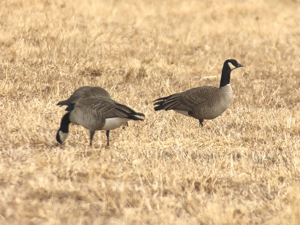 Cackling Goose - Raymond VanBuskirk