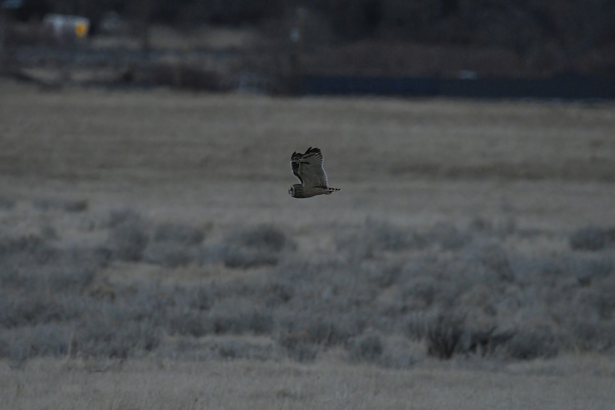 Short-eared Owl - ML296248851