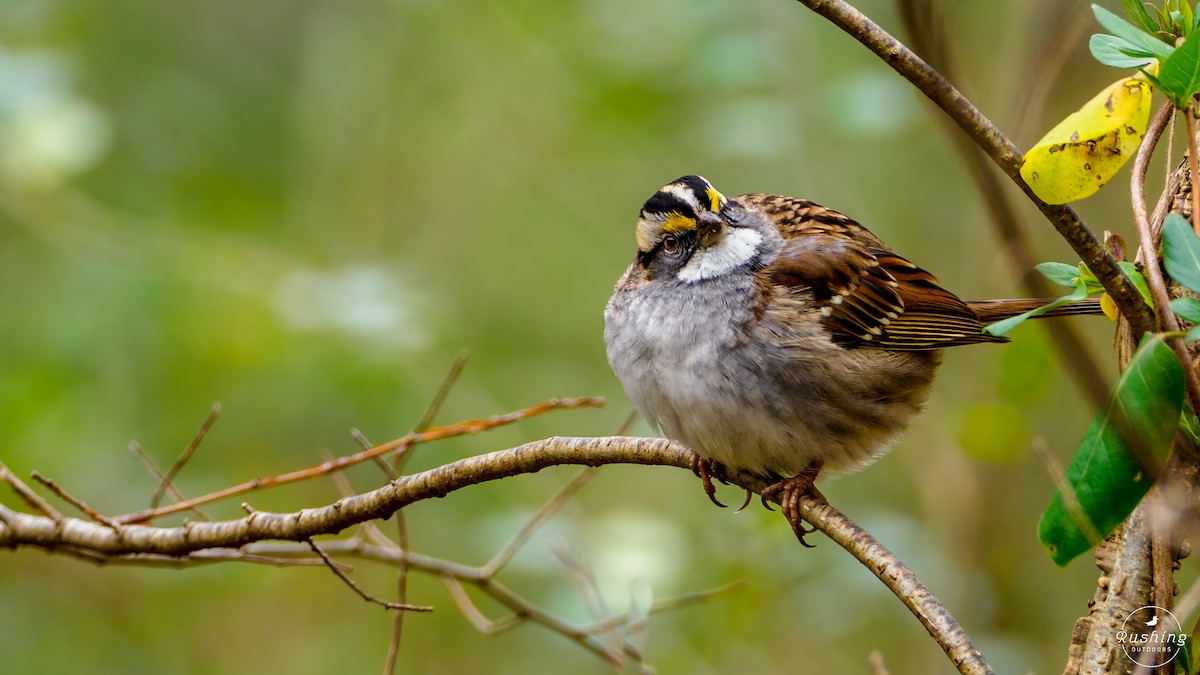 White-throated Sparrow - Steve Rushing