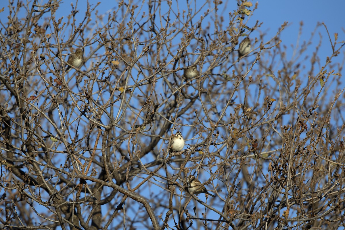 Lark Sparrow - Loni Ye