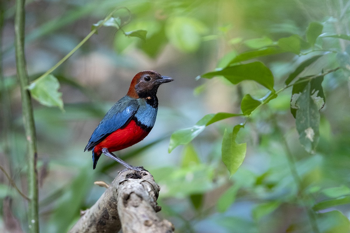 Papuan Pitta - ML296249611
