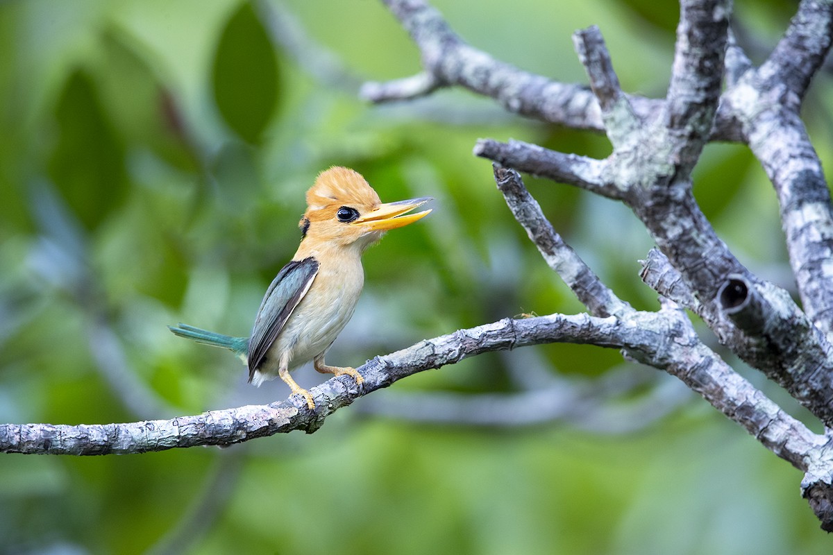 Yellow-billed Kingfisher - ML296250371