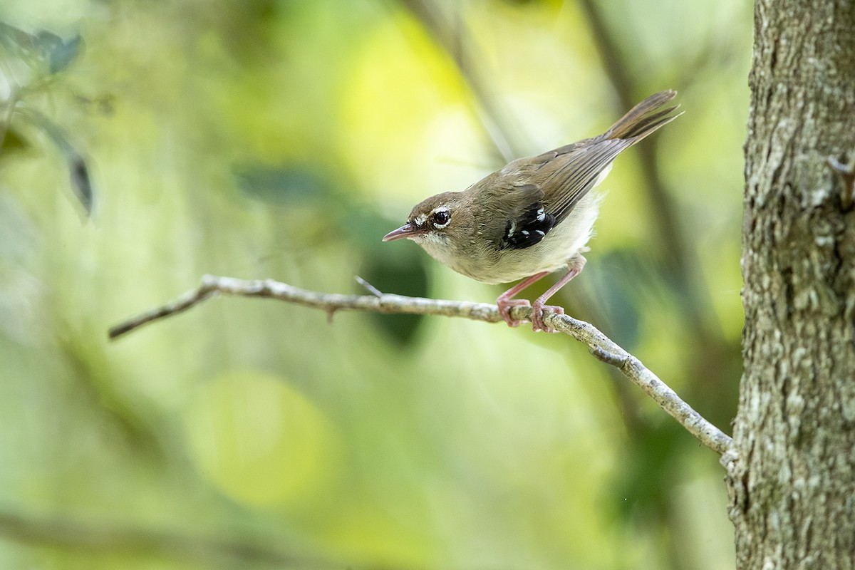 Tropical Scrubwren - Laurie Ross | Tracks Birding & Photography Tours