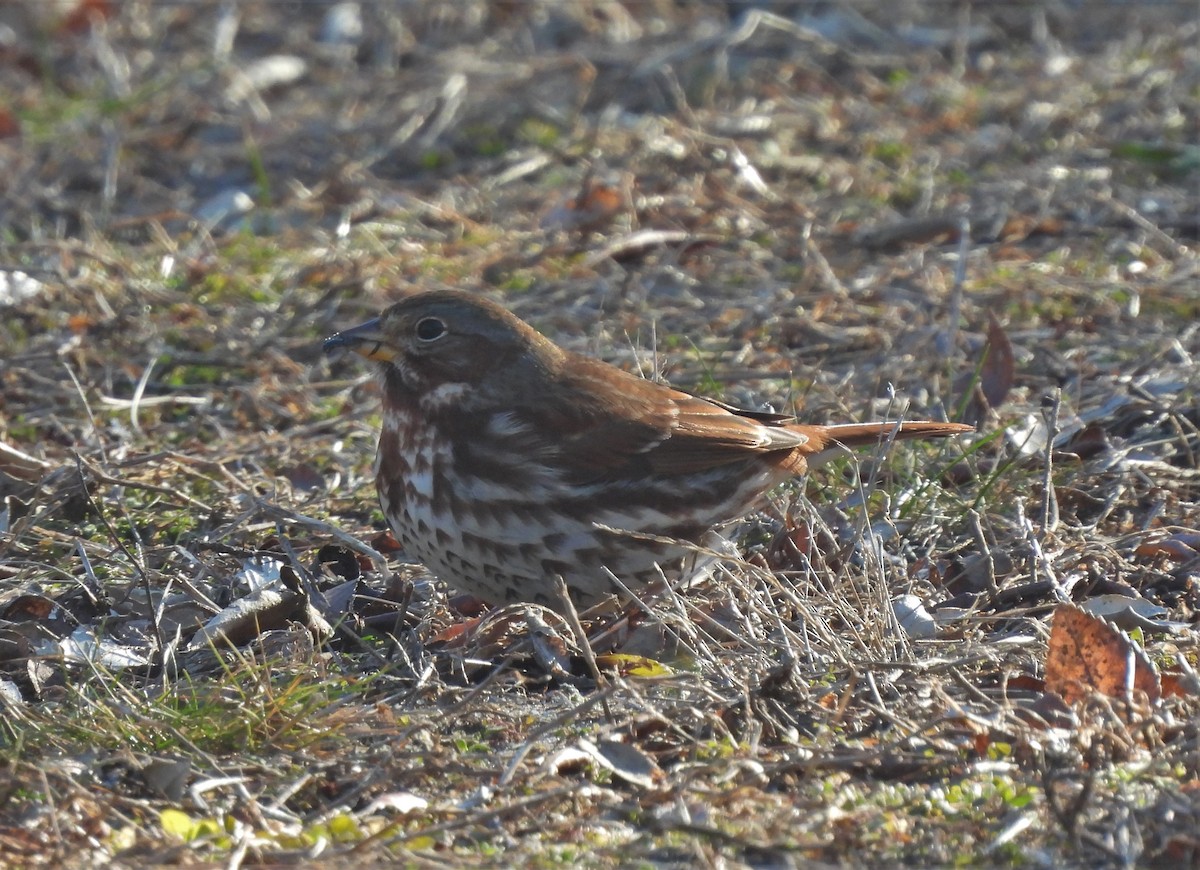 Fox Sparrow - ML296250841