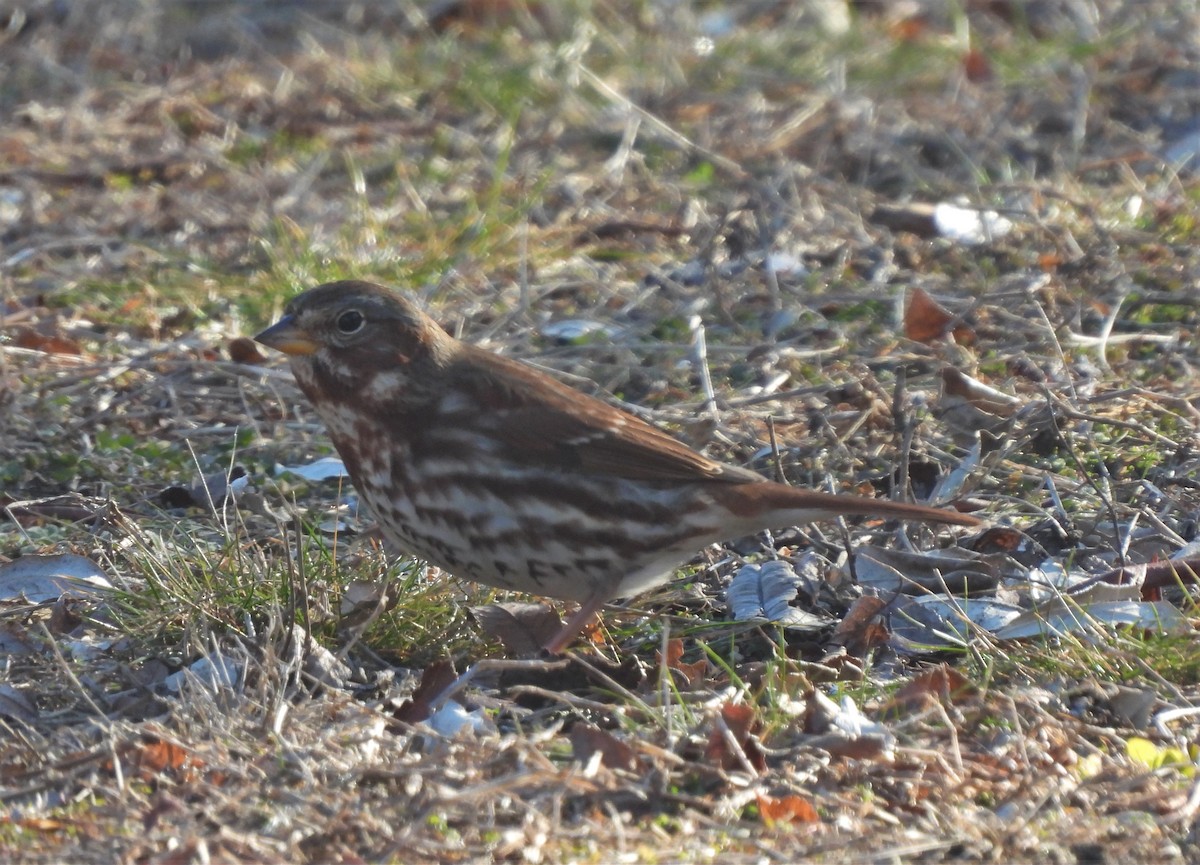 Fox Sparrow - ML296250861