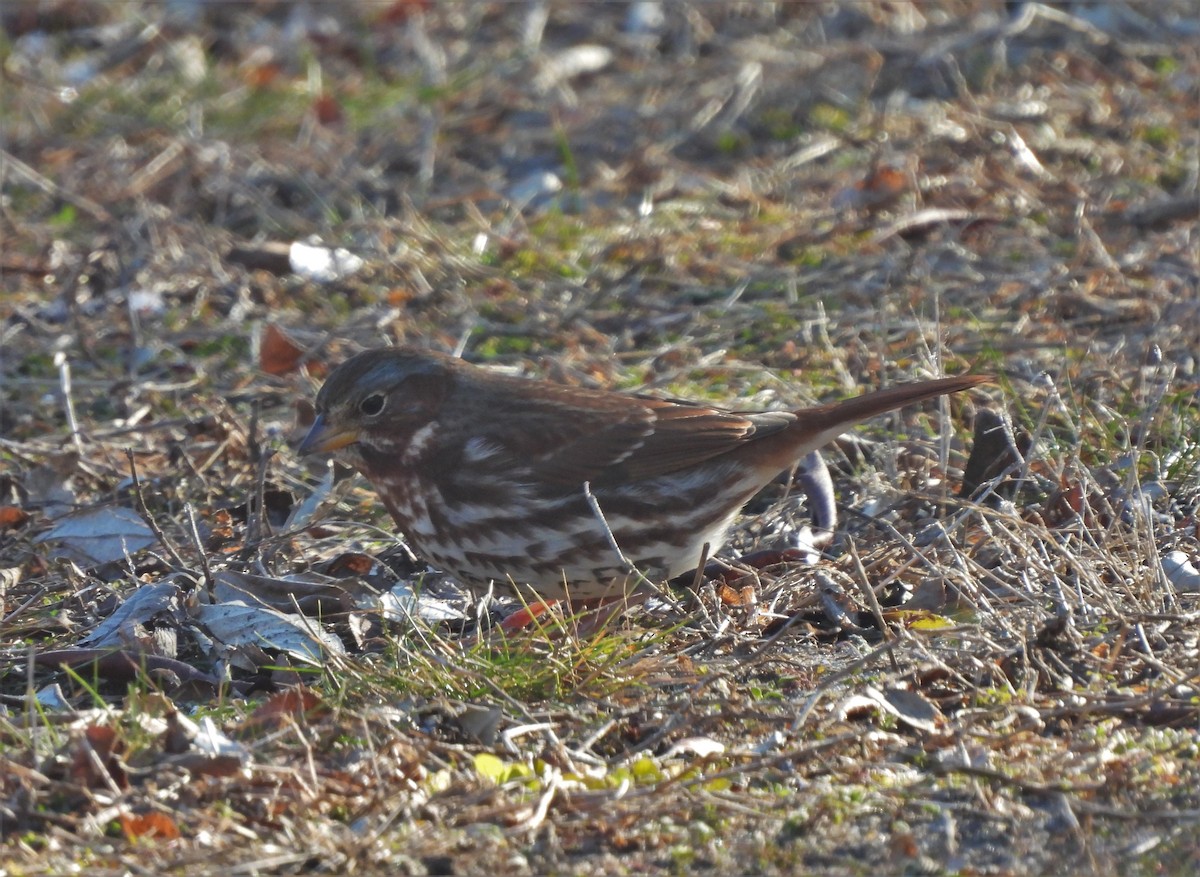 Fox Sparrow - ML296250871