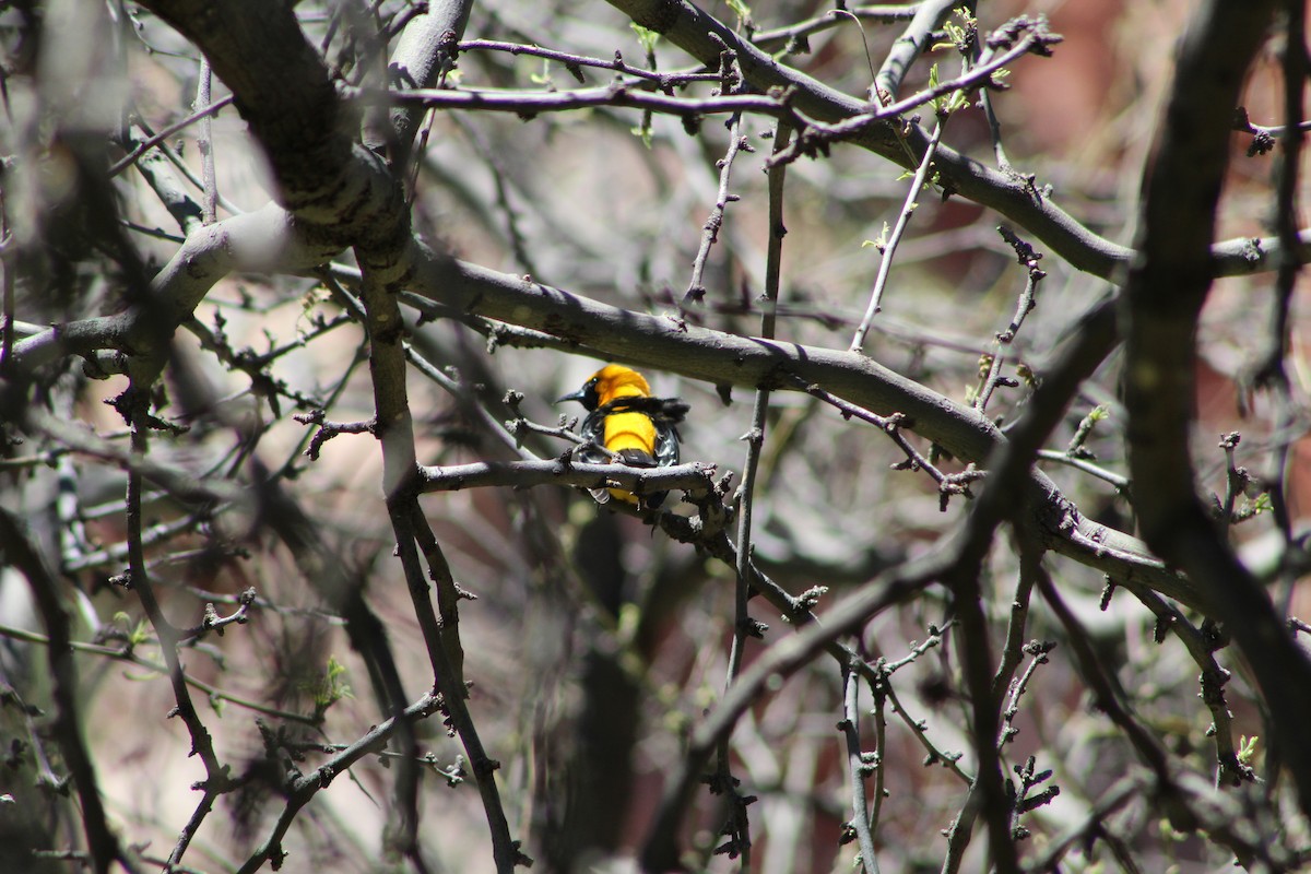 Hooded Oriole - ML296251061