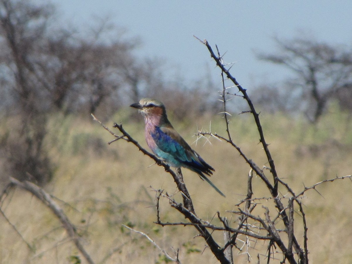 Lilac-breasted Roller - ML296251761