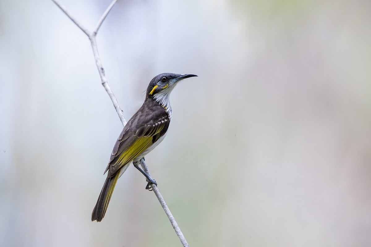 White-streaked Honeyeater - ML296253051