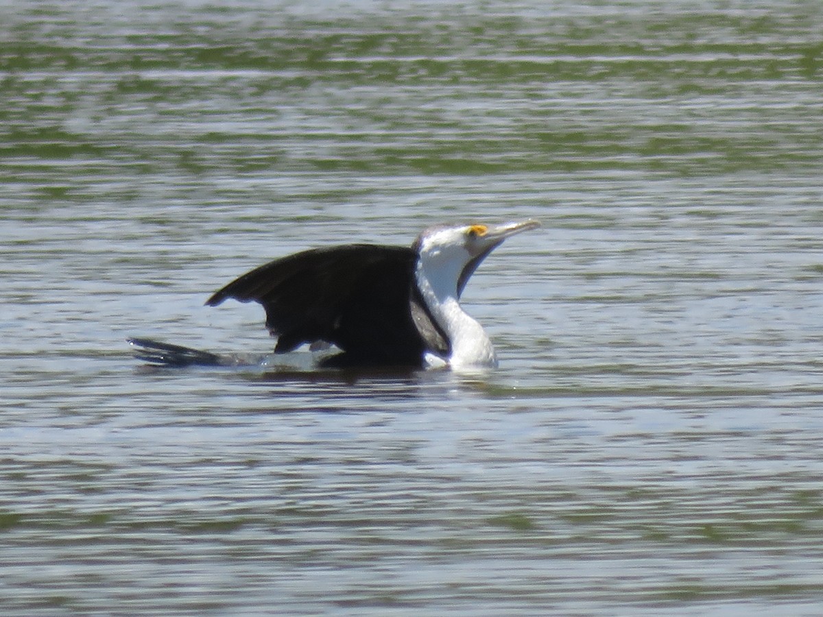 Pied Cormorant - ML296253321