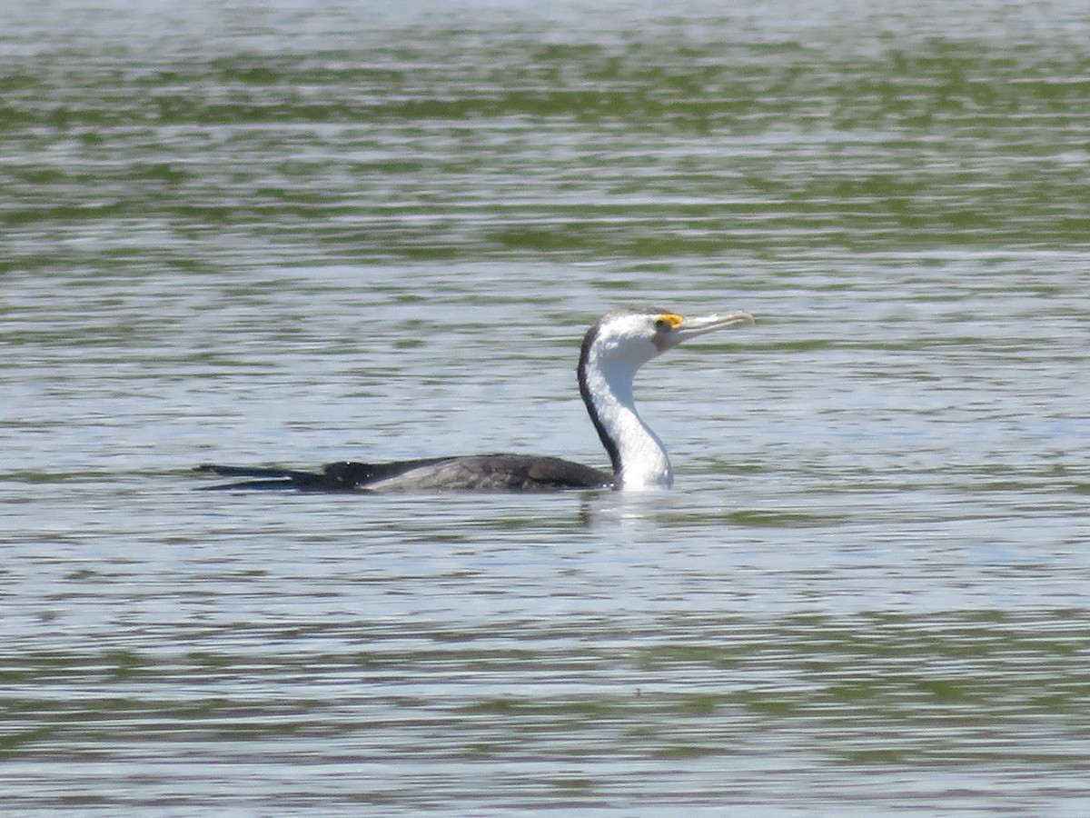 Pied Cormorant - ML296253341