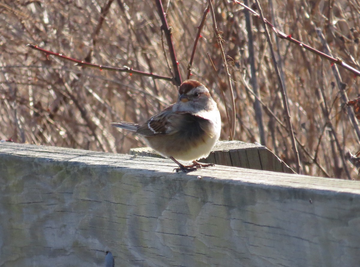 American Tree Sparrow - ML296253781