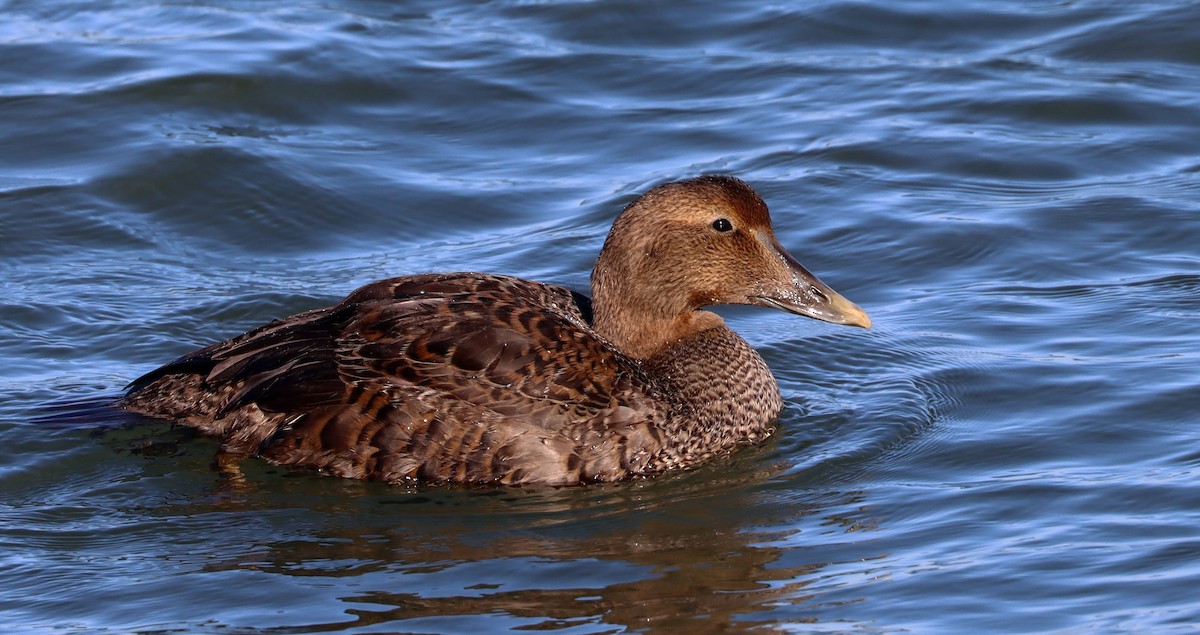 Common Eider - Stefan Mutchnick