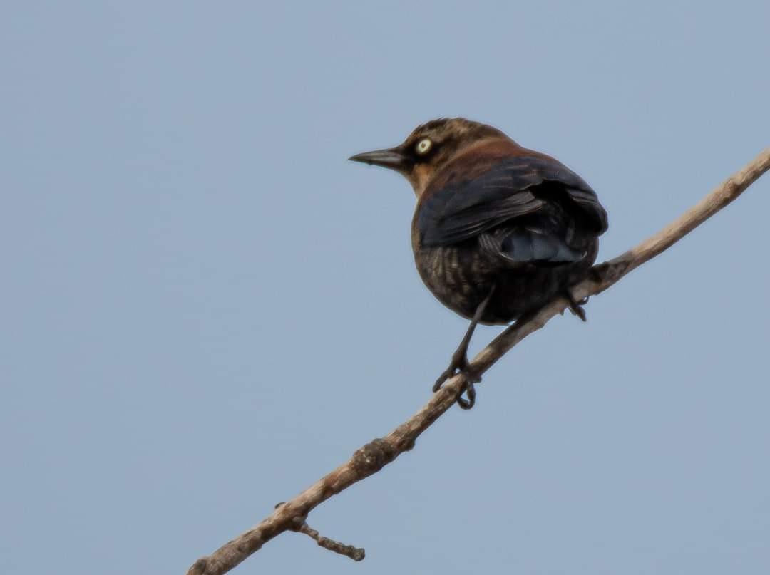 Rusty Blackbird - ML296254391