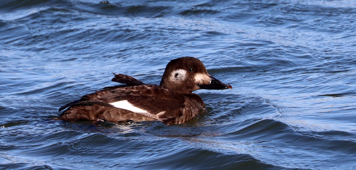 White-winged Scoter - Stefan Mutchnick