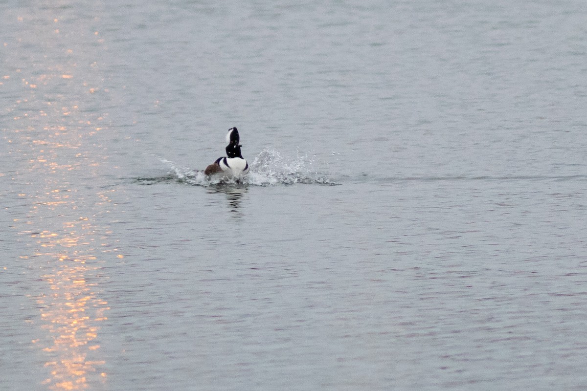 Hooded Merganser - ML296256281