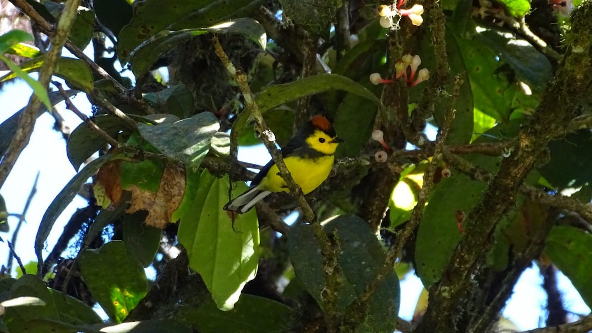 Collared Redstart - ML296256341