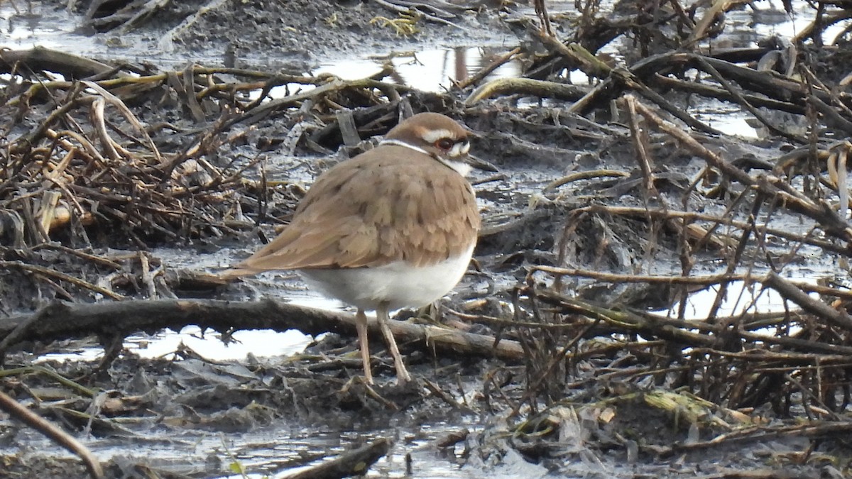 Killdeer - Peter Lypkie