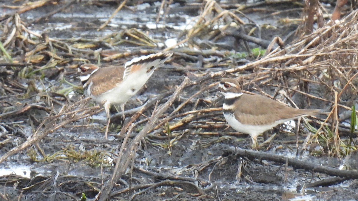 Killdeer - ML296257731