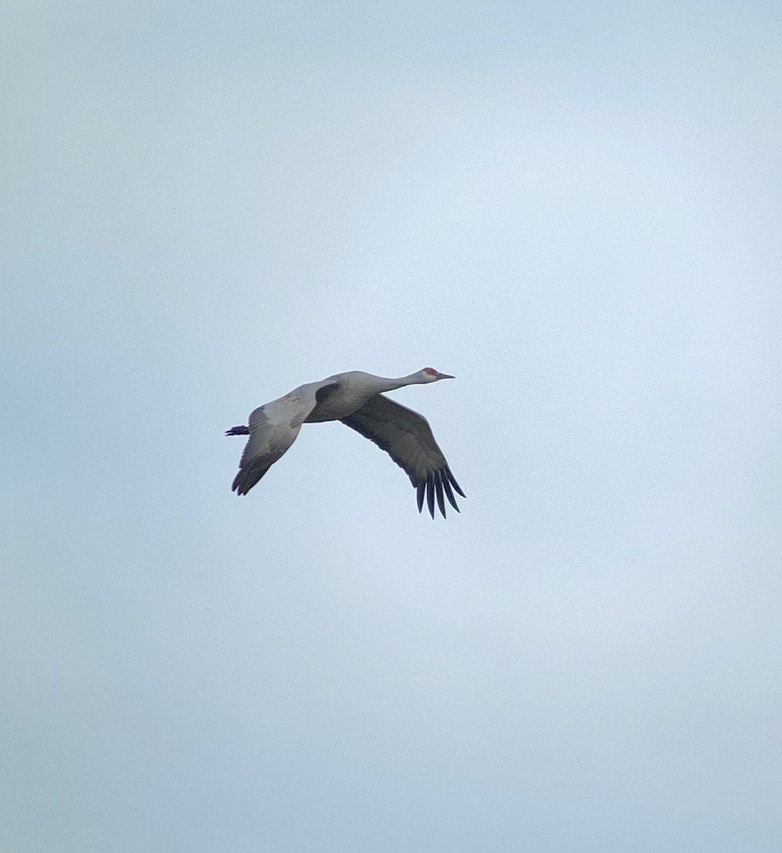 Sandhill Crane - ML296260471