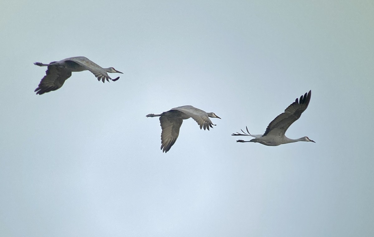 Sandhill Crane - ML296260651