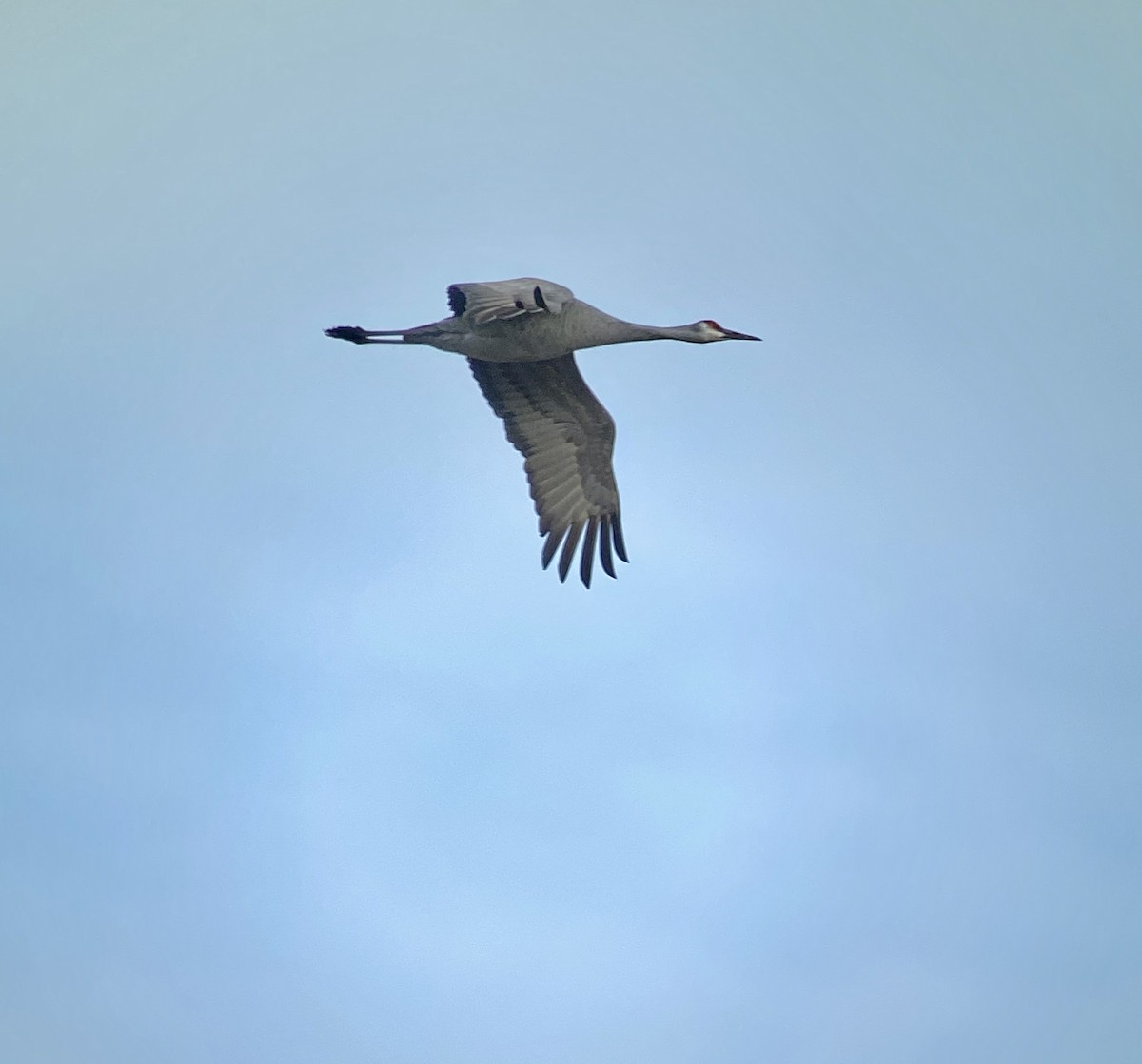 Sandhill Crane - ML296260941