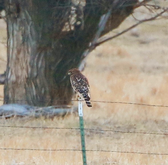 Red-shouldered Hawk - ML296261811