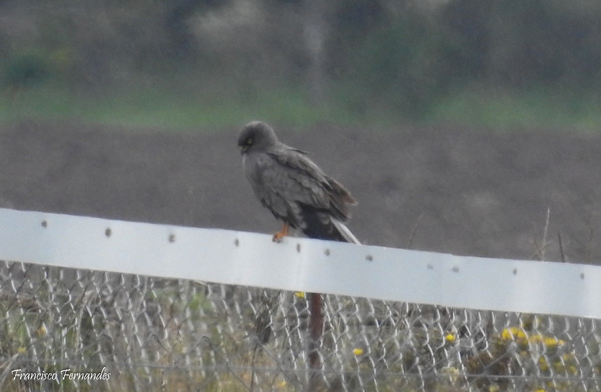 Montagu's Harrier - ML29626331