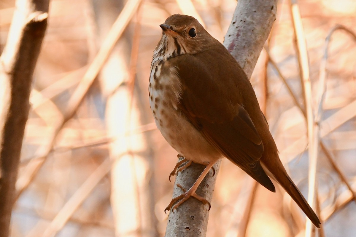 Hermit Thrush - ML296265031