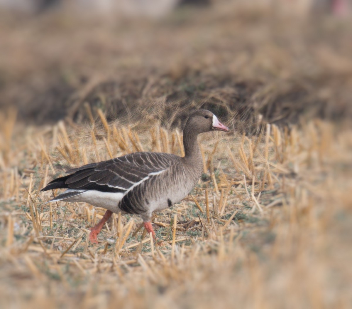 Greater White-fronted Goose - ML296266341