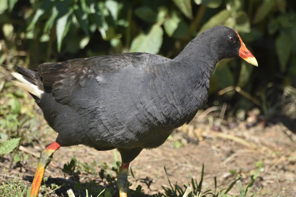 Dusky Moorhen - ML296266991