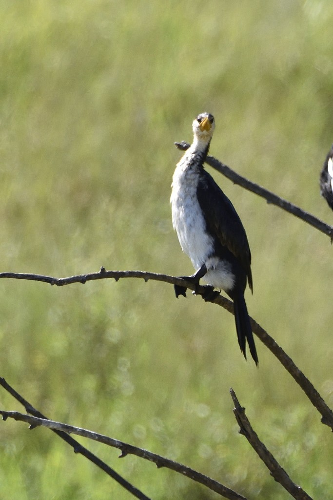 Little Pied Cormorant - ML296267031