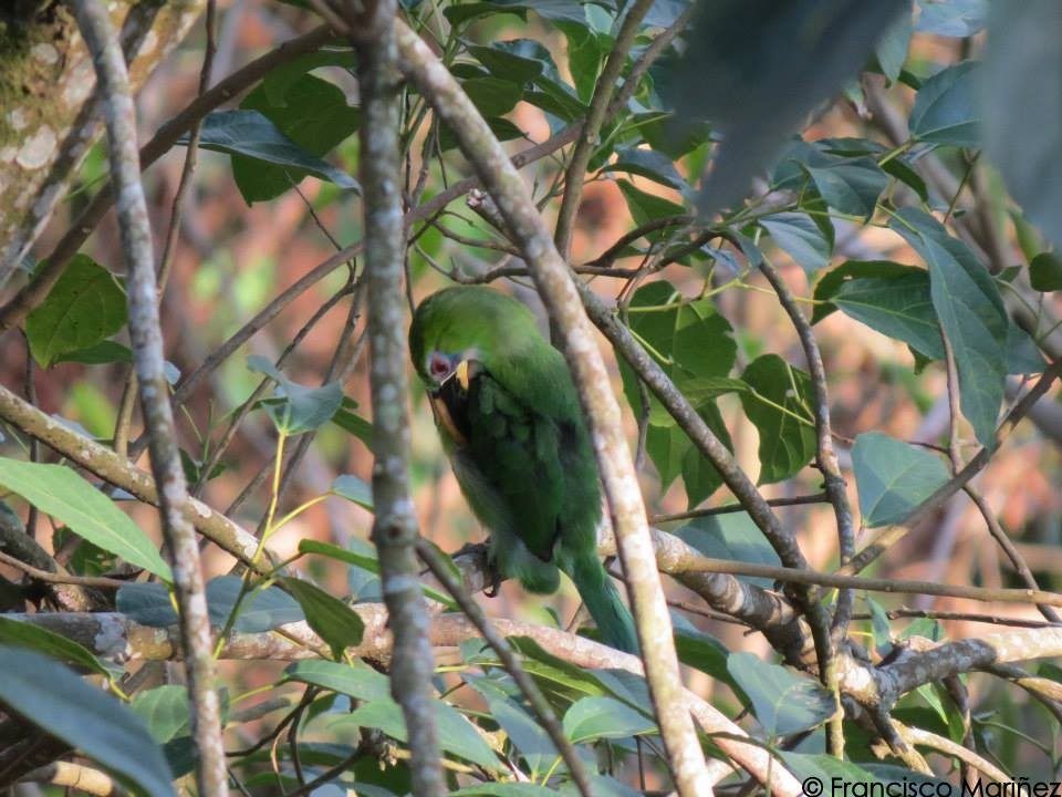 Groove-billed Toucanet (Yellow-billed) - Francisco Mariñez