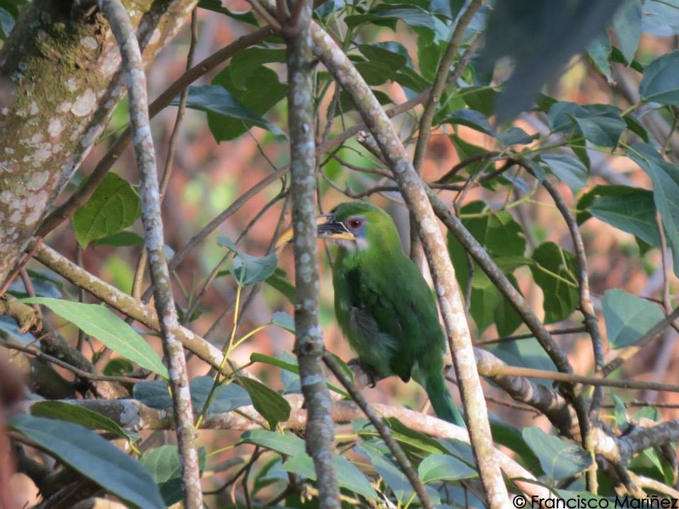 Groove-billed Toucanet (Yellow-billed) - Francisco Mariñez