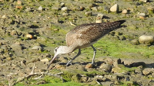 Whimbrel - ML296267711