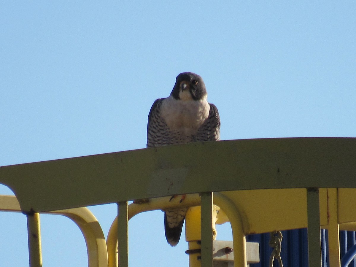 Peregrine Falcon - ML296268511