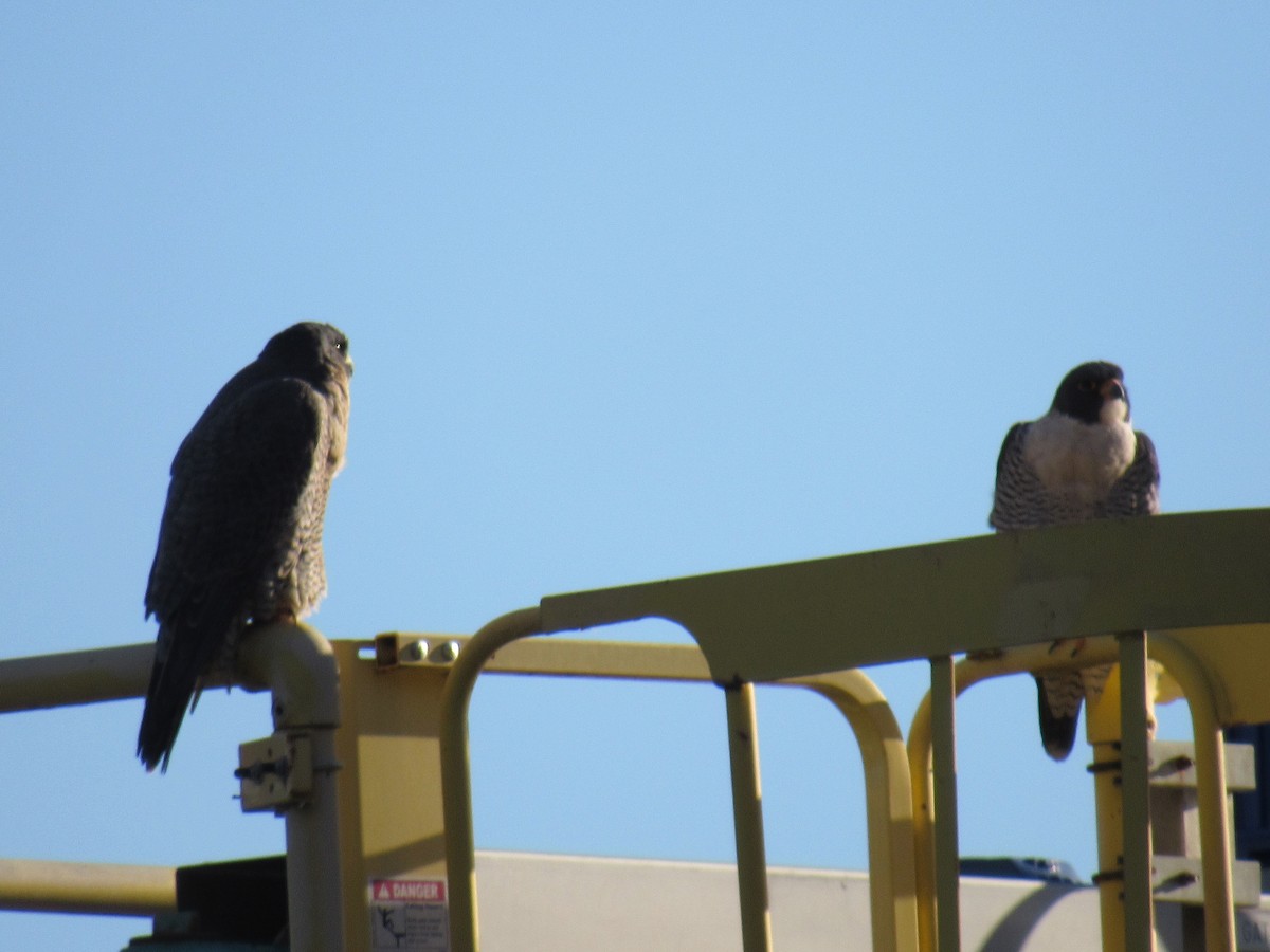 Peregrine Falcon - ML296268671