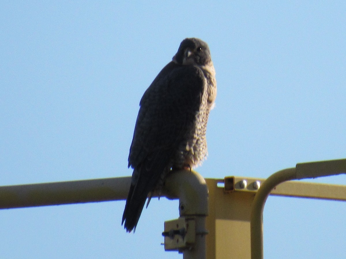 Peregrine Falcon - ML296268841