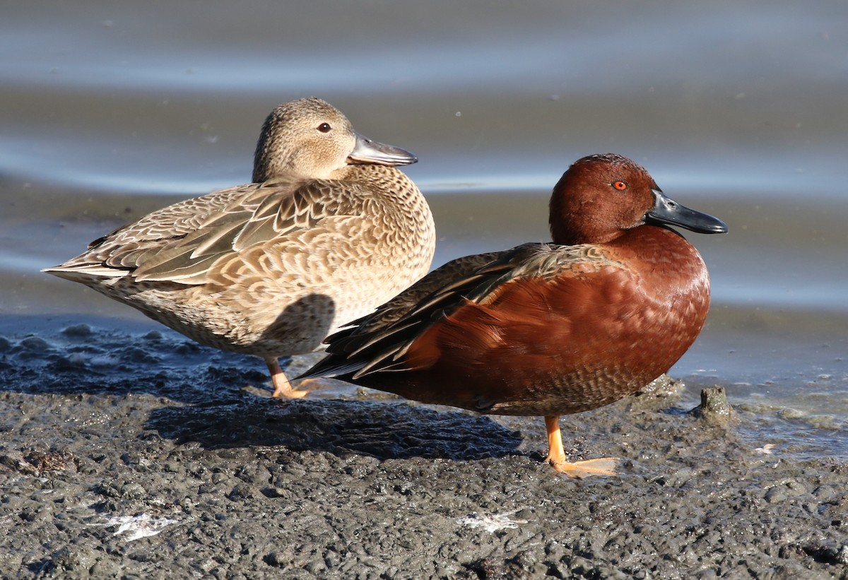 ML296268971 - Cinnamon Teal - Macaulay Library