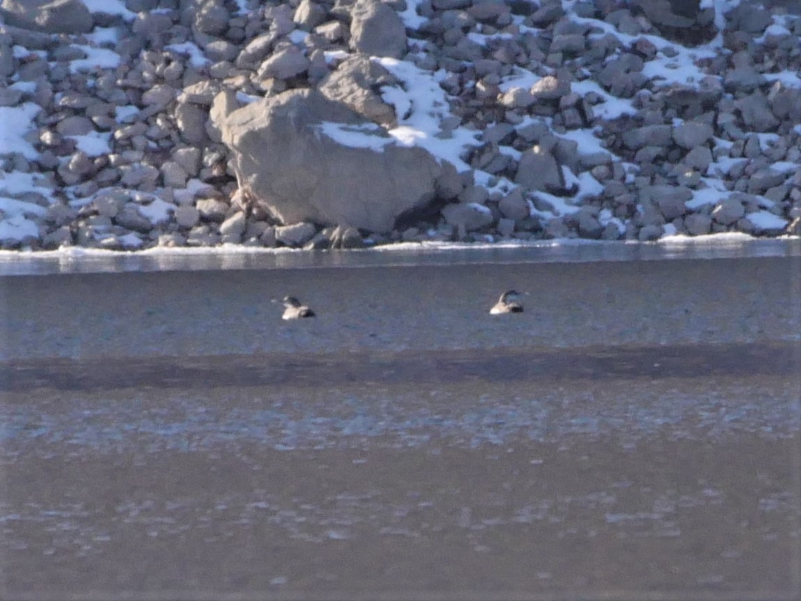 Yellow-billed Loon - ML296270601