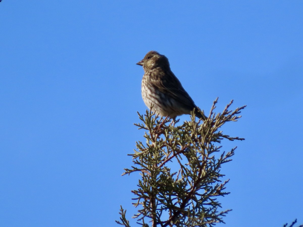 Cassin's Finch - ML296271041