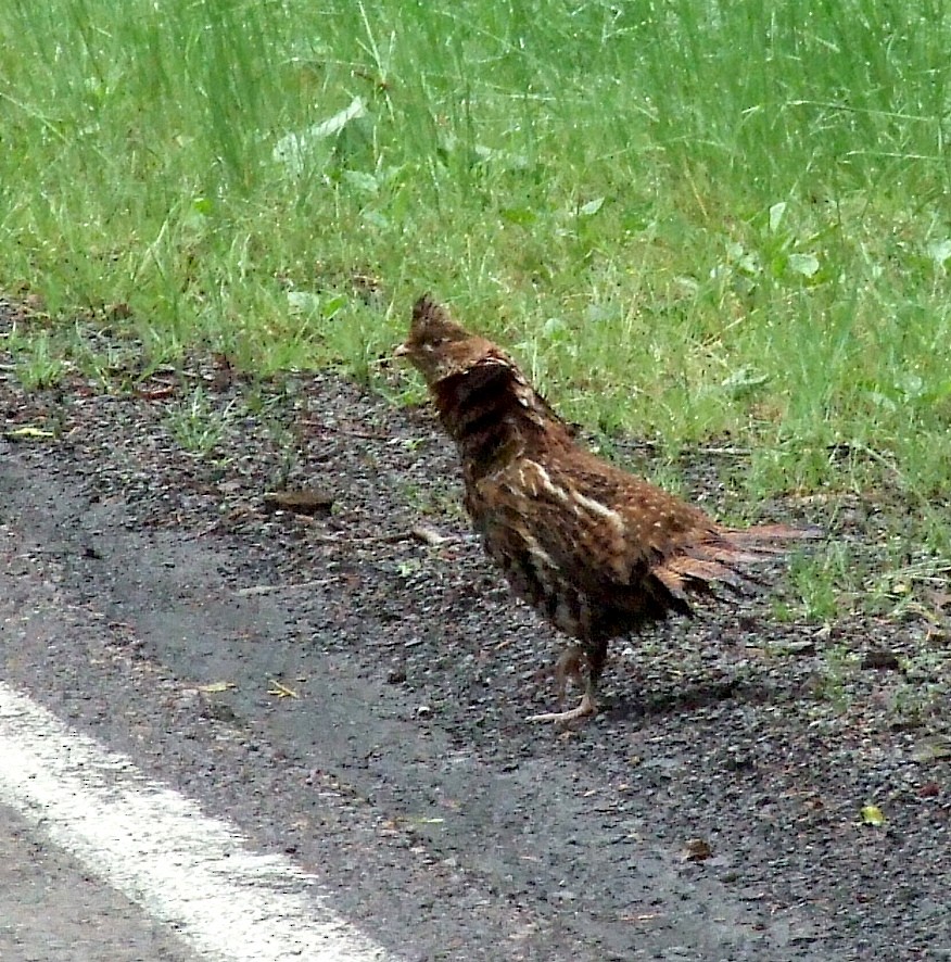 Ruffed Grouse - ML296271161