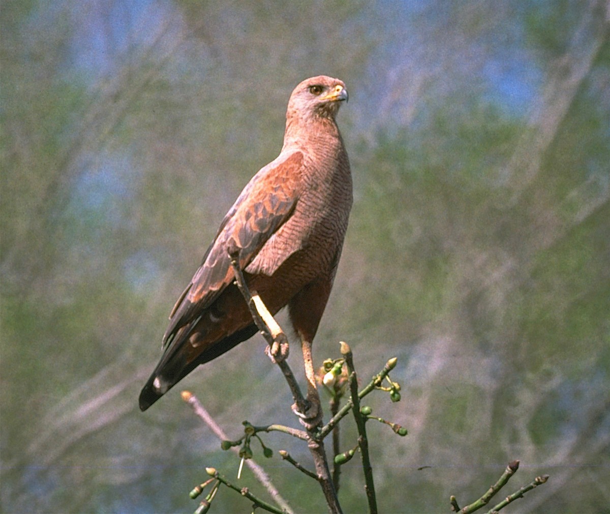 Savanna Hawk - ML29627201