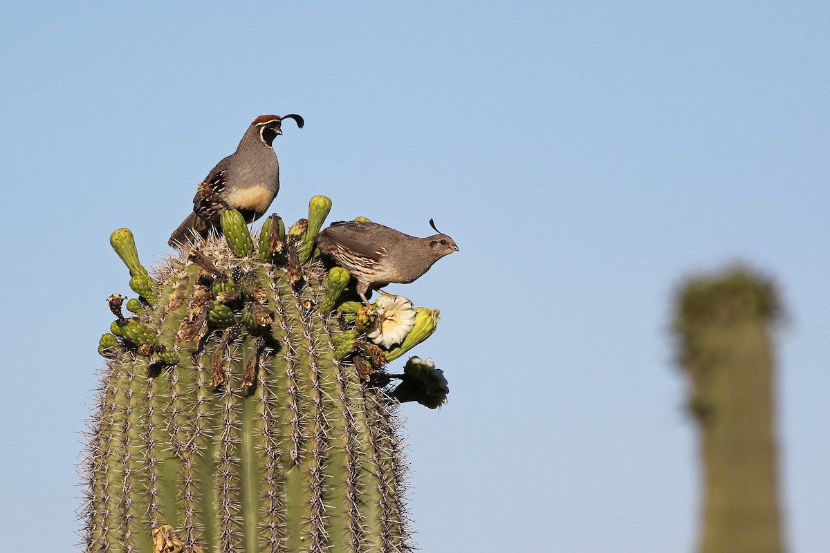 Gambel's Quail - Scott Olmstead