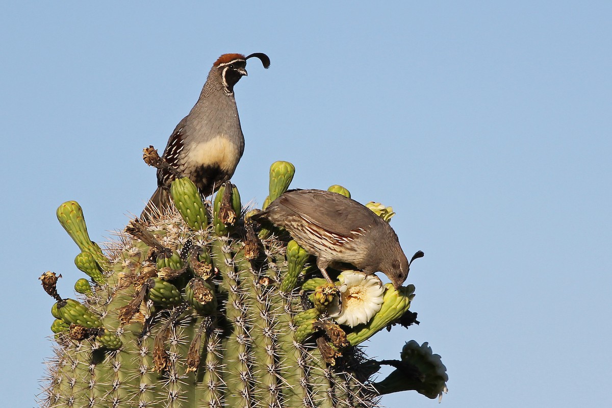 Gambel's Quail - Scott Olmstead