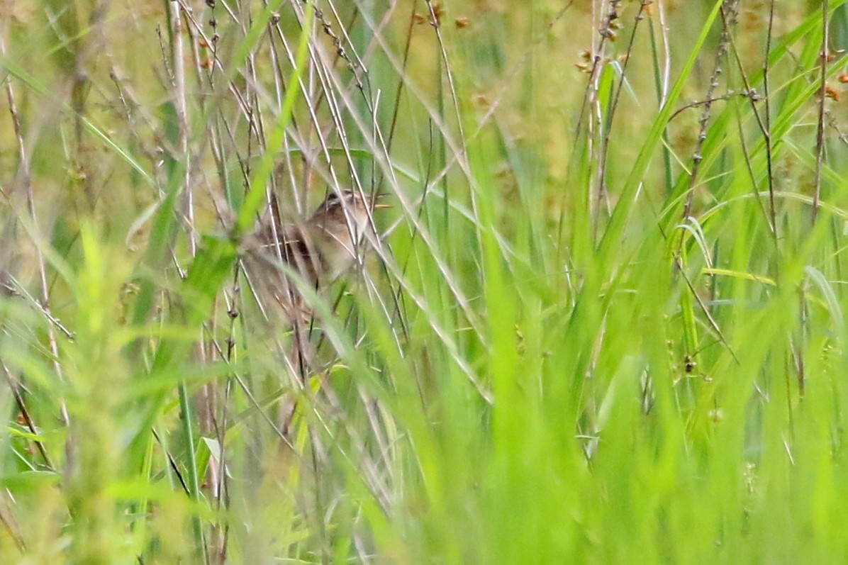 Marsh Wren - ML29627551