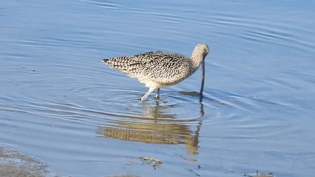 Long-billed Curlew - ML296275911
