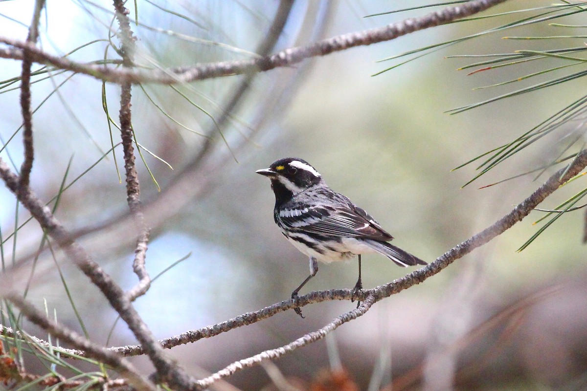 Black-throated Gray Warbler - Mark Stephenson