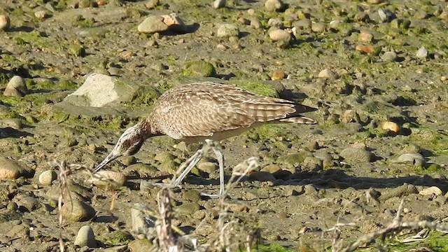 Whimbrel - ML296276011