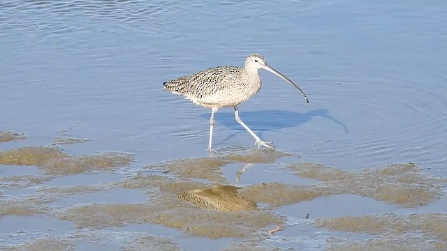 Long-billed Curlew - ML296276111